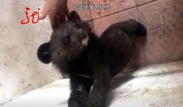 黑龙江黑熊爆料最新消息,最新消息揭露惊人内幕